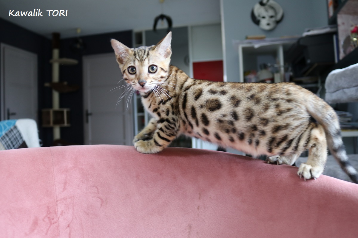 chaton bengal